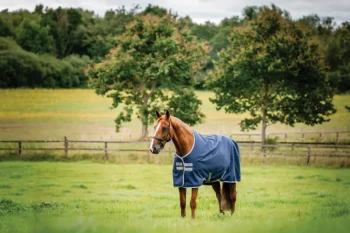 Discount HORSEWARE ® Ireland Amigo® 900D Ripstop 0 Gram Turnout Sheet