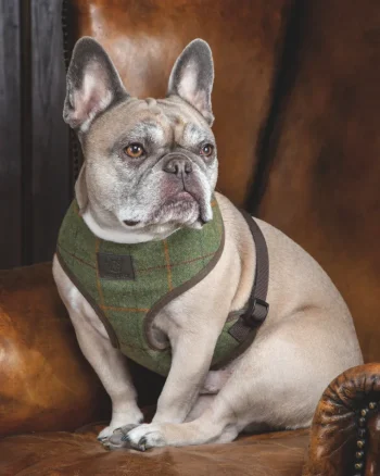 Fashion SHIRES EQUESTRIAN Shires Digby & Fox Tweed Dog Harness