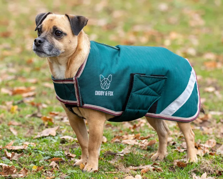 GwsVqLGp_3.webp Best SHIRES EQUESTRIAN Shires Digby & Fox XXXXS-S Waterproof Dog Coat