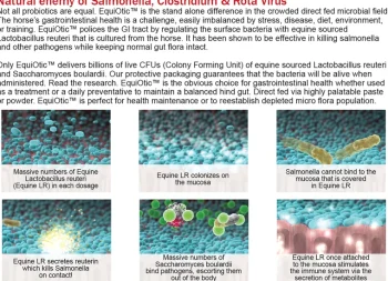 Clearance BLUEGRASS ANIMAL EquiOtic™ 60cc Syringe
