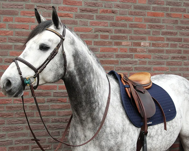 back-on-track-all-purpose-sadd-FwriqhEZ-2.webp Discount BACK ON TRACK BOT LL Back On Track® All-Purpose Saddle Pad