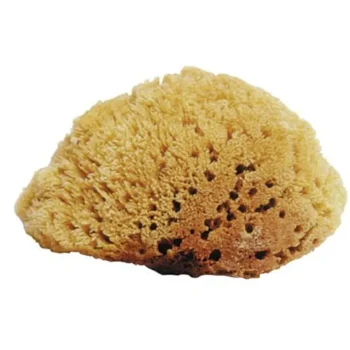 Outlet JACKS MFG Natural Sea Sponges