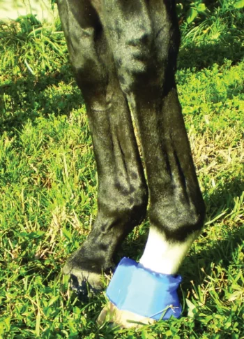 Online EZ ICE Hoof - Founder Pack Blue