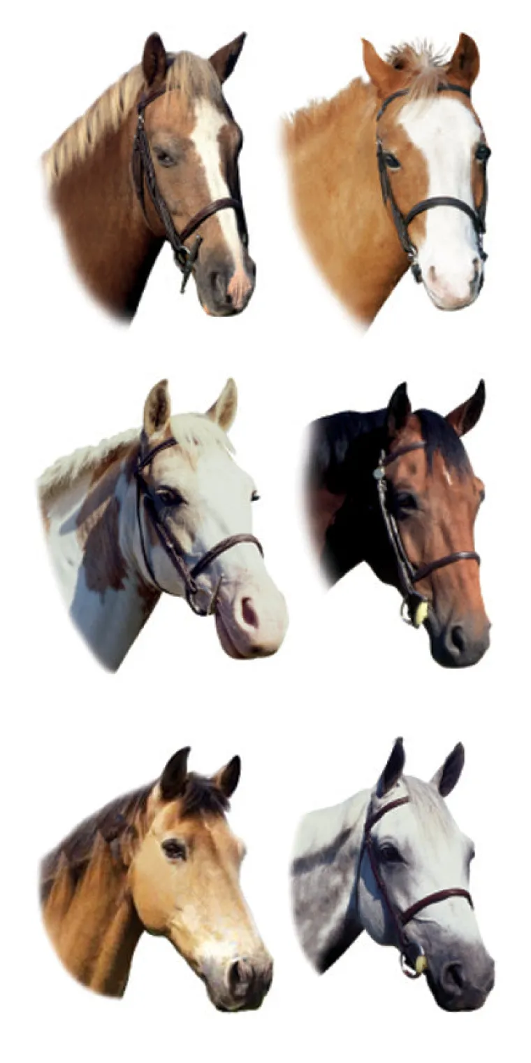 clJGbsfU_0.webp Fashion KELLEY AND COMPANY Horse Stickers