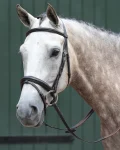 Clearance WEATHERBEETA Collegiate® Essential Padded Raised Flash Bridle