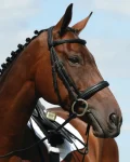 Fashion WEATHERBEETA Collegiate® Syntovia+ Padded Raised Caveson Bridle