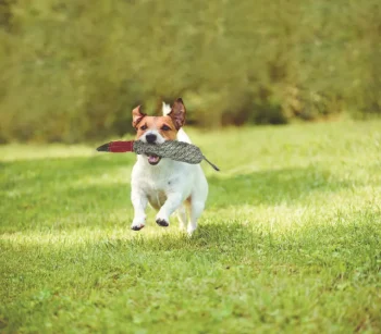 Best SHIRE HORSE DS Duck Dog Toy Green/Cream