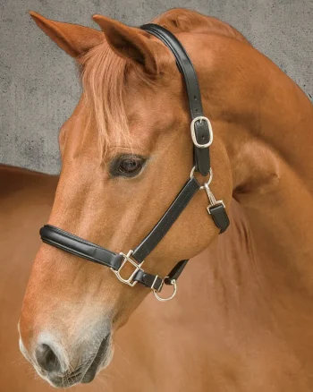 Sale HARMOHN KRAFT DS Classic Plain Raised Padded Halter