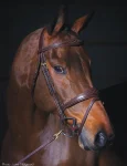 dyon-anatomic-bridle-HLgTlEaL-0.webp