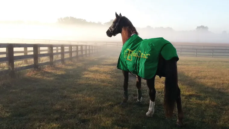 eGLaQohS_1.webp Sale BLUEGRASS ANIMAL EquiOtic™ Daily Packets-30 day