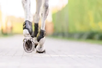 Clearance EQUIFIT ® Eq-Teq™ Hind Boots Black