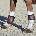 equifit-young-horse-boots-with-WLYtkVdd-0.webp
