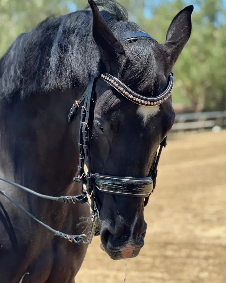 halter-ego-aurelia-rose-gold-b-GQpEjAxt-0.webp Sale HALTER EGO Aurelia Rose Gold Black Patent Double Bridle Black Patent/Rose Gold