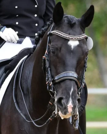 Sale HALTER EGO Aurelia Rose Gold Black Patent Double Bridle Black Patent/Rose Gold