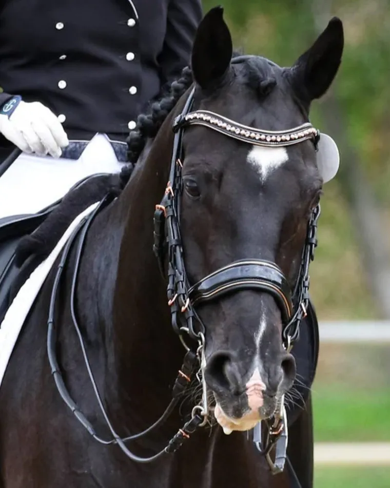 halter-ego-aurelia-rose-gold-b-GQpEjAxt-1.webp Sale HALTER EGO Aurelia Rose Gold Black Patent Double Bridle Black Patent/Rose Gold