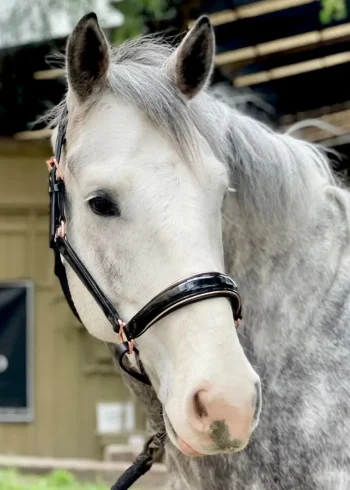 Sale HALTER EGO Aurelia Rose Gold Halter Black Patent/Rose Gold