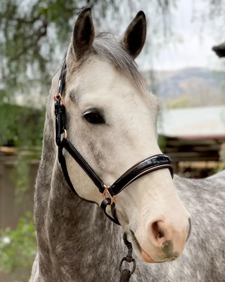 halter-ego-aurelia-rose-gold-h-CYnrovjS-2.webp Sale HALTER EGO Aurelia Rose Gold Halter Black Patent/Rose Gold