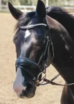 halter-ego-brixton-snaffle-bri-NmjgCXPW-0.webp