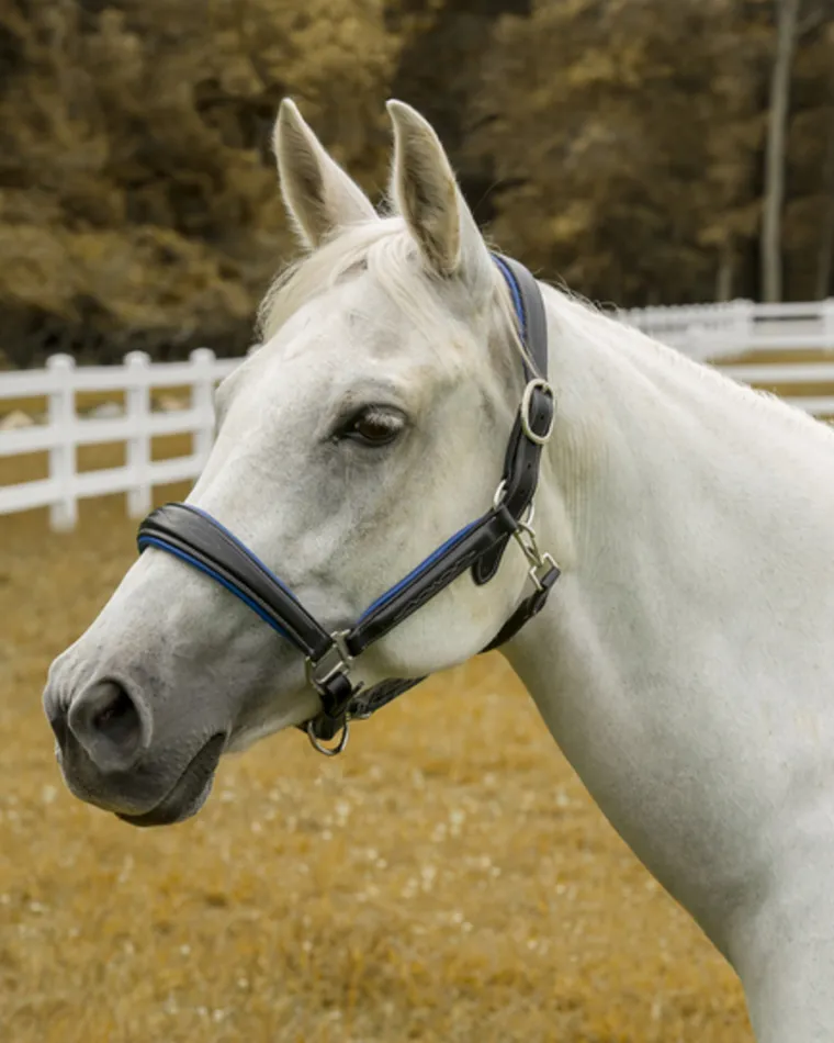 henri-de-rivel-cahill-padded-h-ZHJmLMHK-0.webp Sale JPC EQUESTRIAN Henri De Rivel Cahill Padded Halter