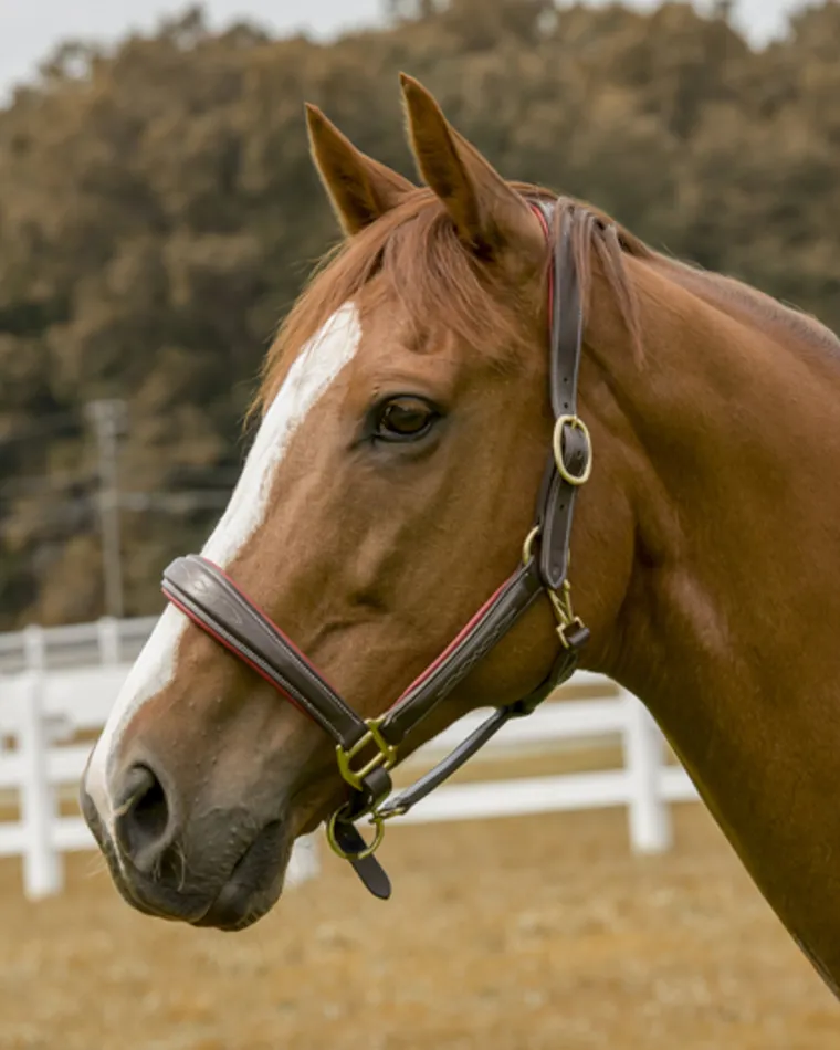 henri-de-rivel-cahill-padded-h-ZHJmLMHK-1.webp Sale JPC EQUESTRIAN Henri De Rivel Cahill Padded Halter