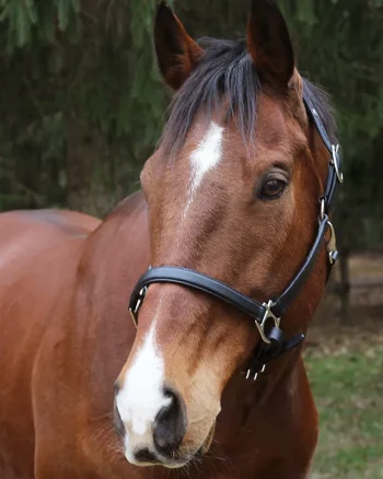 New JPC EQUESTRIAN Henri De Rivel Everyday Halter Black