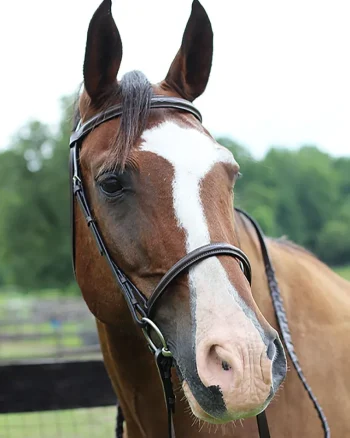 Outlet JPC EQUESTRIAN Henri De Rivel Pro Fancy Raised Bridle With Laced Reins