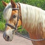 Online JPC EQUESTRIAN Henri De Rivel Pro Fancy Raised Comfort Crown Padded Bridle With Fancy Raised Reins