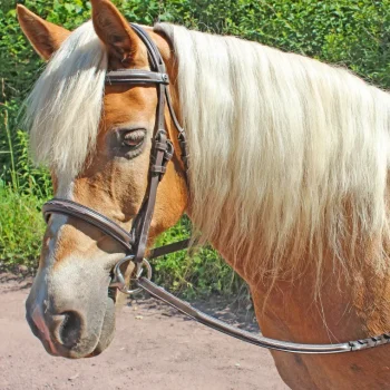 Online JPC EQUESTRIAN Henri De Rivel Pro Fancy Raised Comfort Crown Padded Bridle With Fancy Raised Reins