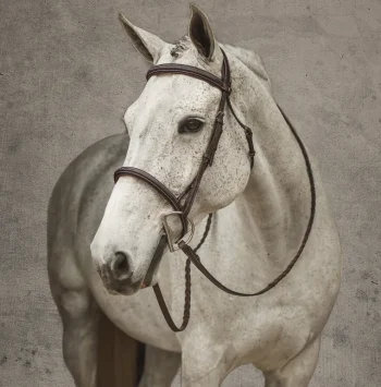 Sale JPC EQUESTRIAN Henri De Rivel Pro Mono Crown Fancy-Stitched Padded Bridle With Laced Reins