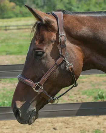 Clearance JPC EQUESTRIAN Henri De Rivel Stress Free Halter With Fancy Contrast Stitching