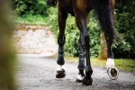 horseware-ireland-adagio-boots-eRxGQWOV-0.webp