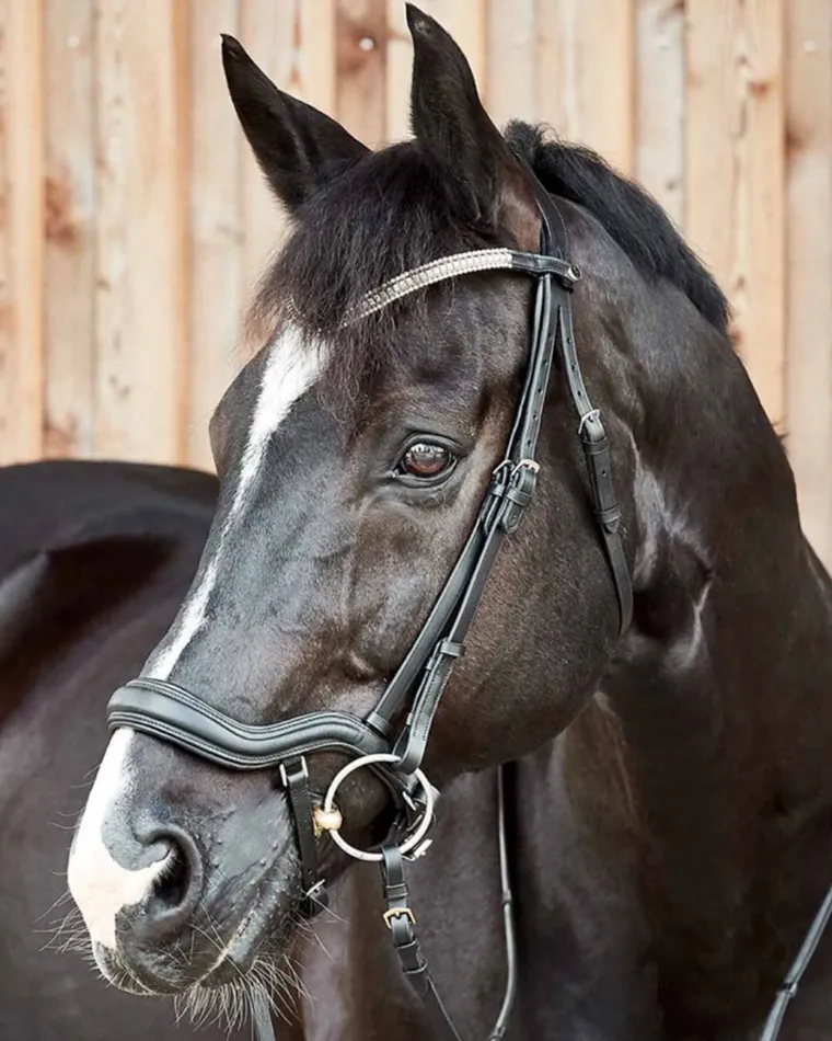 horze-highbury-anatomical-crys-NGAkrVxe-1.webp Hot EQUINAVIA Horze Highbury Anatomical Crystal Dressage Bridle