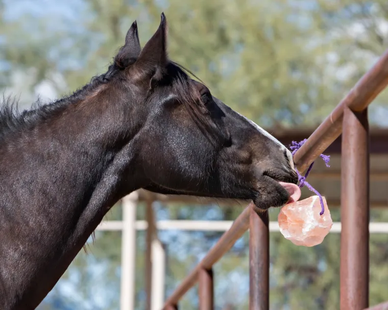 ikYbgBDB_1.webp Hot ANIMAL HEALTH INT Horsemen’s Pride™ Jolly Salt Snack, 2.2 Pounds