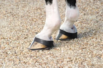 Clearance JACKS MFG Jack's Grab Boots Black