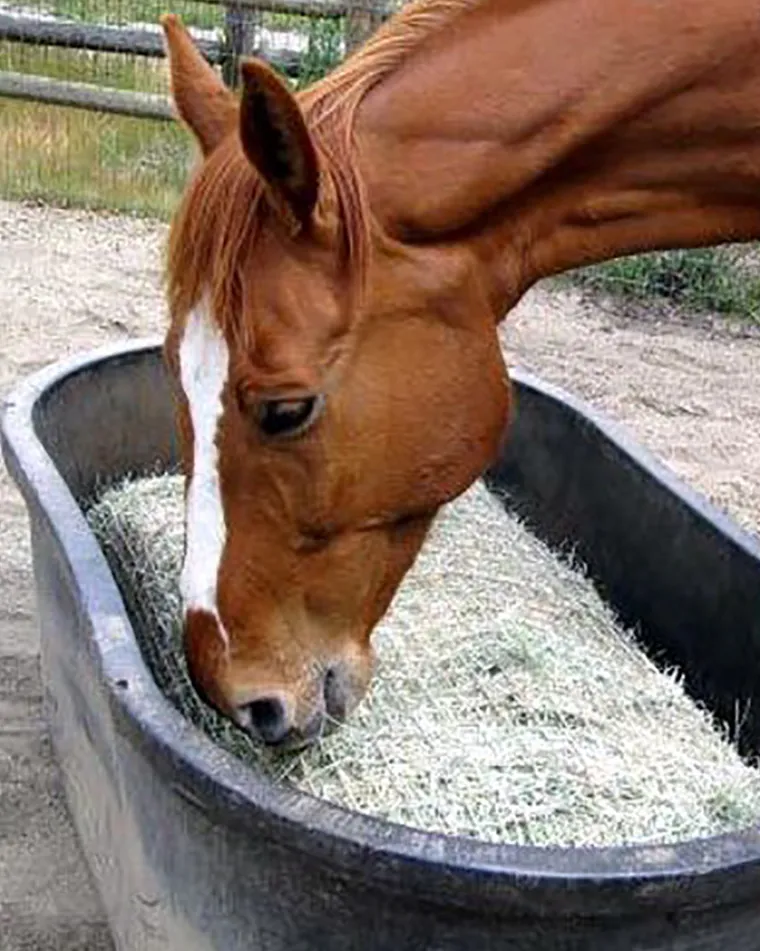 kQycOGlJ_0.webp New KENSINGTON Freedom Feeder Full Bale Net Tan