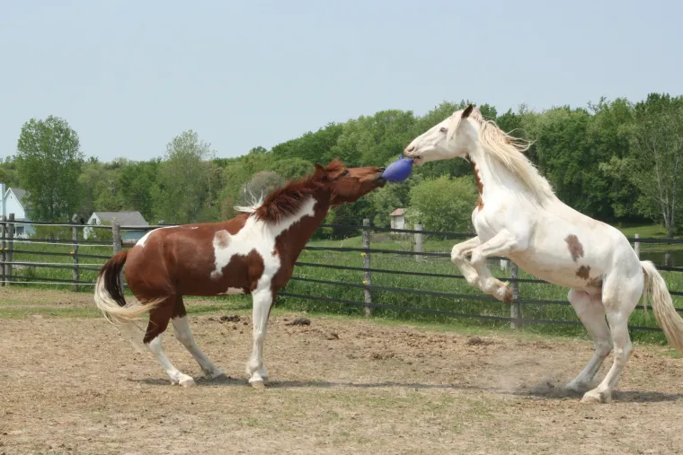 kVDsKeaY_2.webp New HORSEMEN S PRIDE Horsemen's Pride™ Scented Jolly Ball®