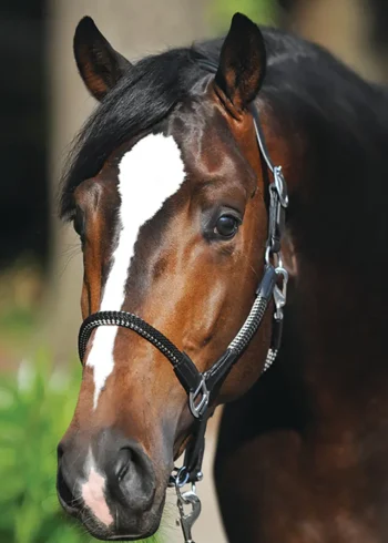 Clearance PEP-KAVALKADE Kavalkade Cavo Halter