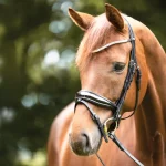 kavalkade-princess-browband-SRePLUmK-0.webp