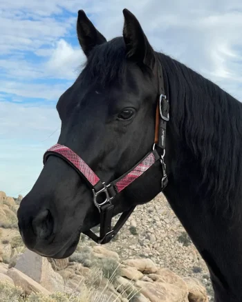 Online KENSINGTON ™ Premium Breakaway Halter