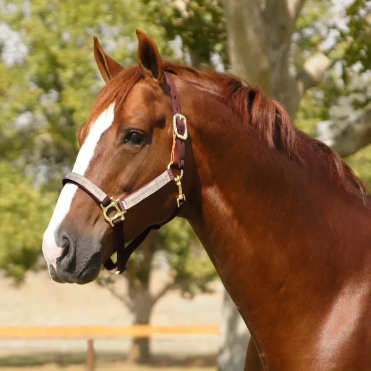 kensington-premium-breakaway-h-ubBhECxL-11.webp Online KENSINGTON ™ Premium Breakaway Halter