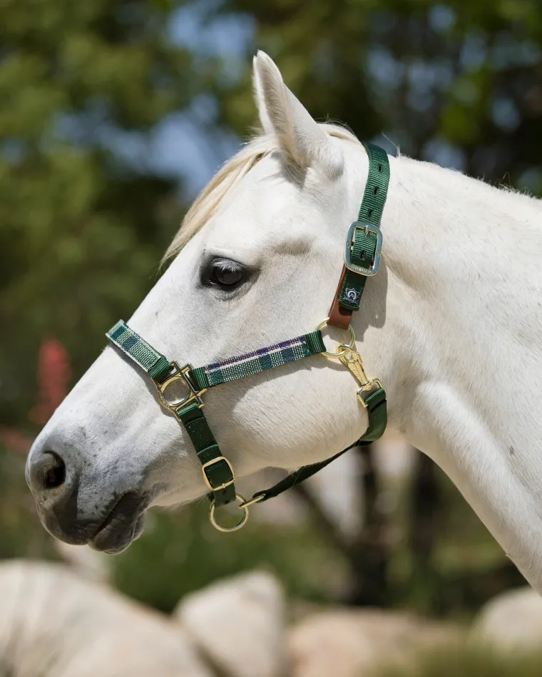 kensington-premium-breakaway-h-ubBhECxL-2.webp Online KENSINGTON ™ Premium Breakaway Halter