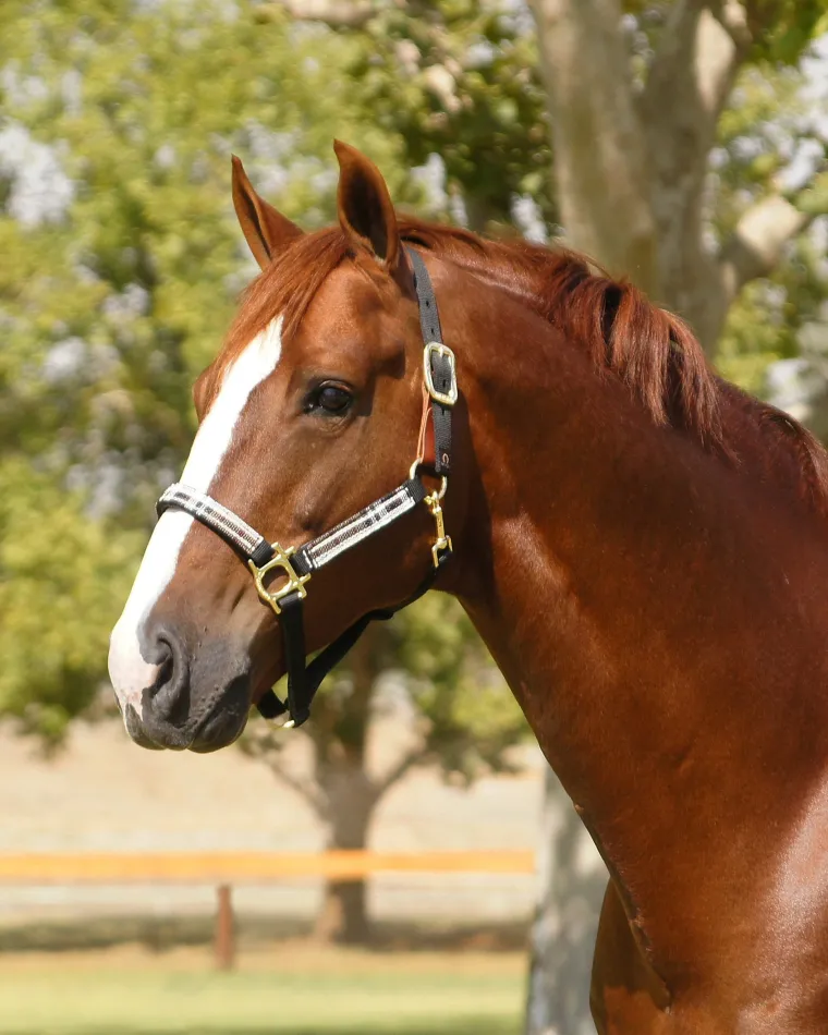 kensington-premium-breakaway-h-ubBhECxL-4.webp Online KENSINGTON ™ Premium Breakaway Halter