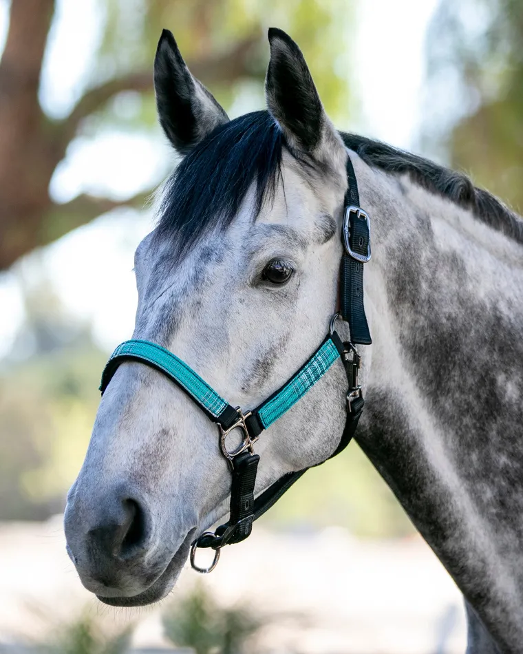 kensington-premium-breakaway-h-ubBhECxL-7.webp Online KENSINGTON ™ Premium Breakaway Halter