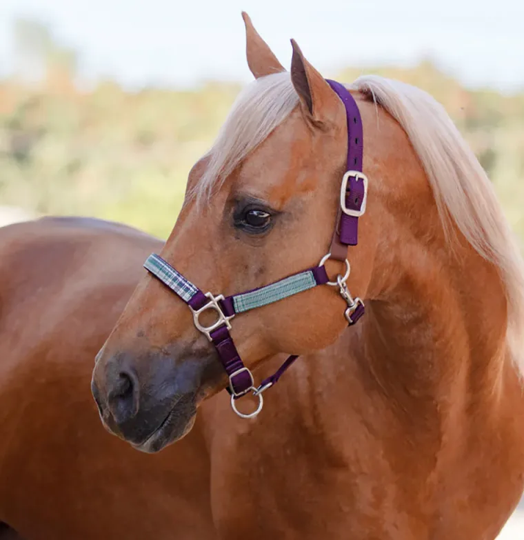 kensington-premium-breakaway-h-ubBhECxL-9.webp Online KENSINGTON ™ Premium Breakaway Halter