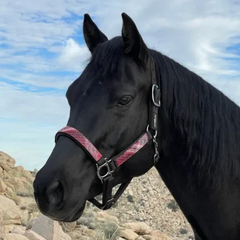 New KENSINGTON ™ Premium Halter