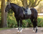 lemieux-suede-dressage-saddle-czQcGLsO-0.webp