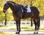 lemieux-suede-dressage-saddle-czQcGLsO-0.webp