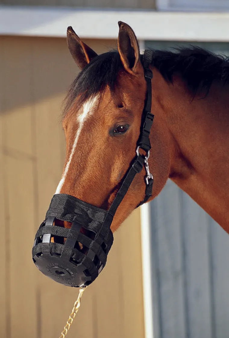 mwgZweaq_0.webp Sale INTREPID INTL Best Friend® All-In-One Grazing Muzzle Black