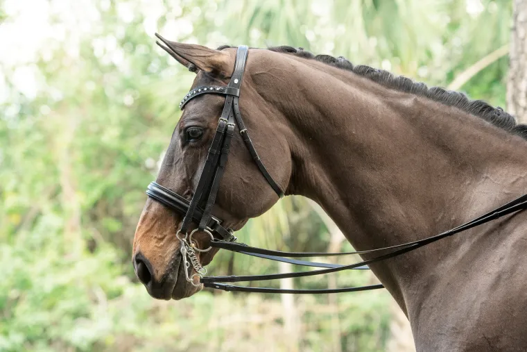 otto-schumacher-tiffany-double-uIpOryQF-0.webp New OTTO SCHUMACHER Tiffany Double Bridle Black/Black