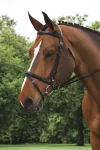 ovation-comfort-crown-dressage-QxyipqGK-0.webp